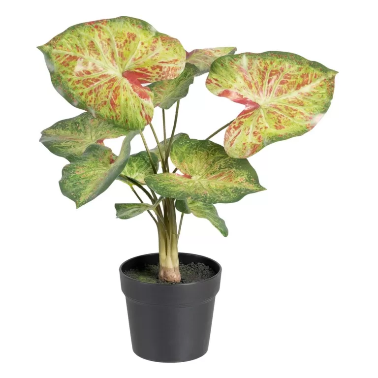 Decoratieve plant 48 x 46 x 55 cm Rood Groen PVC