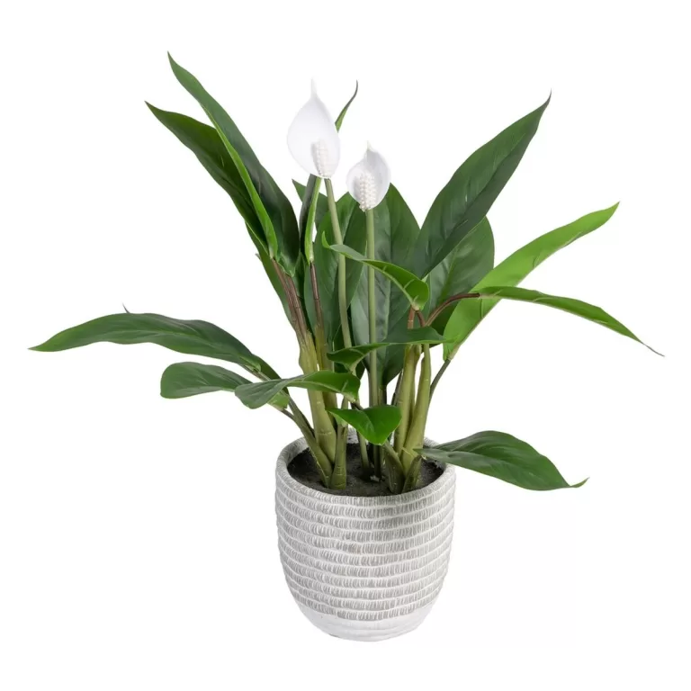 Decoratieve plant 40 x 41 x 48 cm Groen PVC