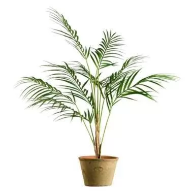 Plant Chamaedorea - groen - 85 cm - Leen Bakker
