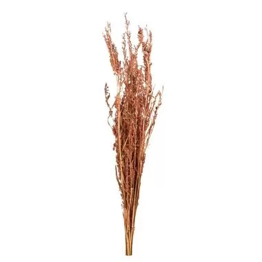 Droogbloemen Alfonso gras - naturel - 100 cm - Leen Bakker