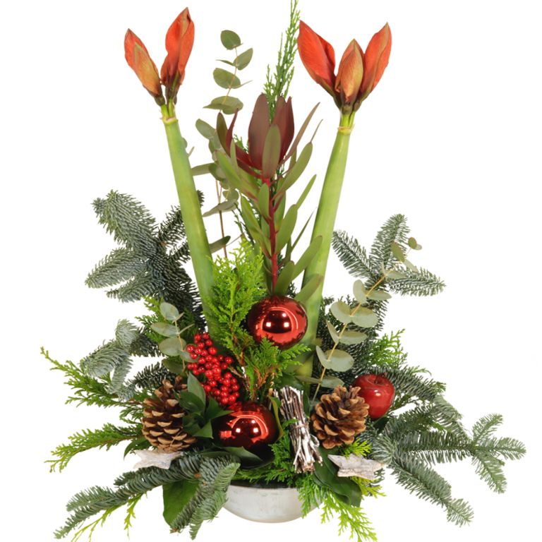 Amaryllis Kerststuk rood met 2 Amaryllissen ca. 60 cm hoog | Flickmyhouse marketplace