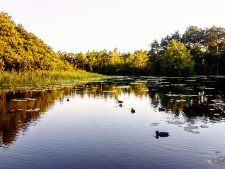 Grażyna | Boeken bij Flickmyhouse