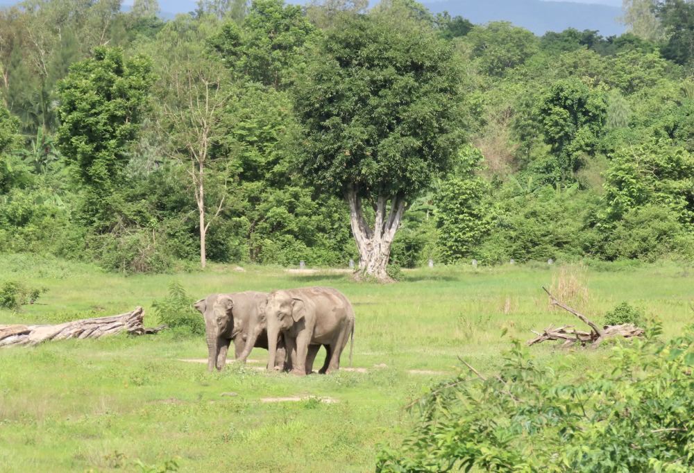 I Love Phants Experience