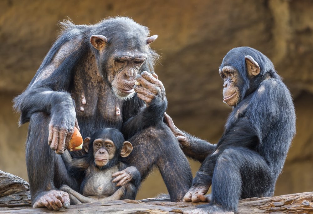 Chimpansee tracking Kibale National Park