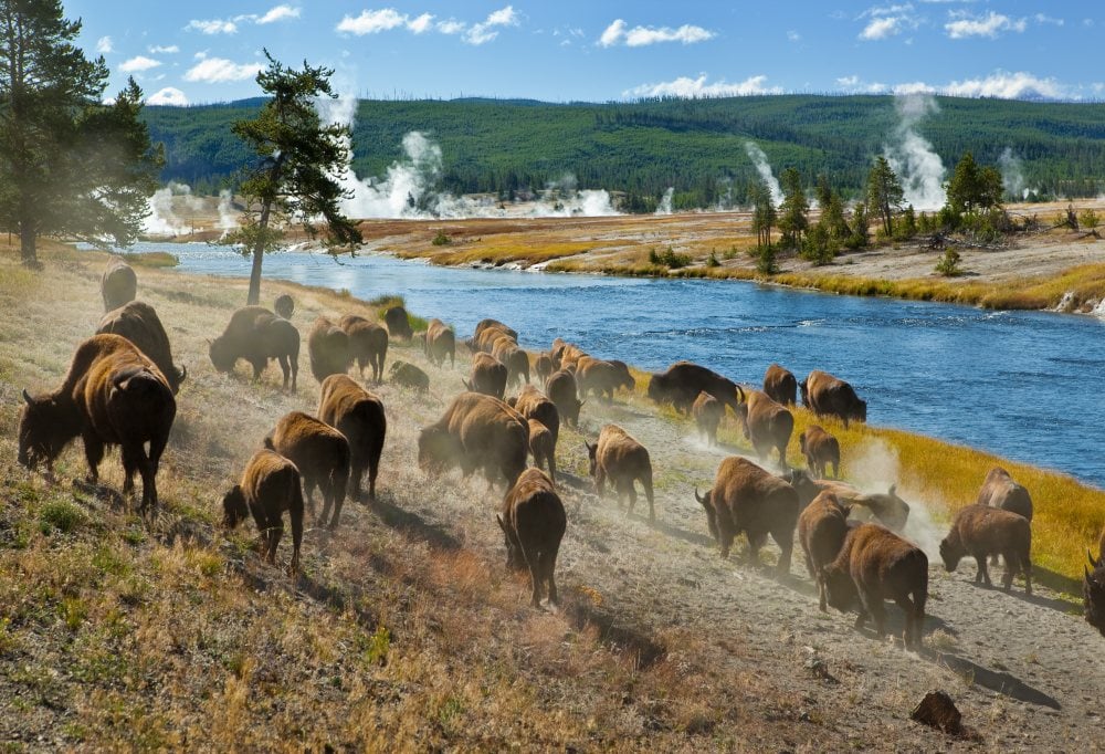Canadian Rockies en Yellowstone