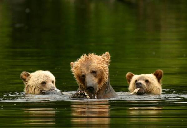 Grizzly beren van Knight Inlet