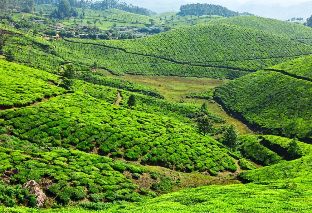Theeplantages van Munnar
