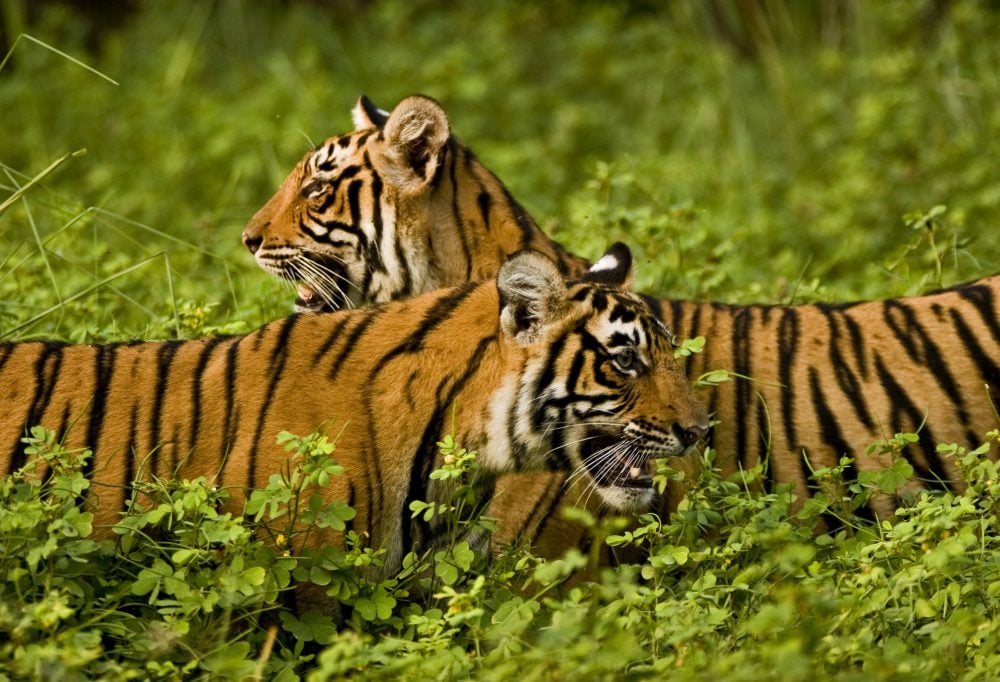 Grand Tour Zuid-India Superior