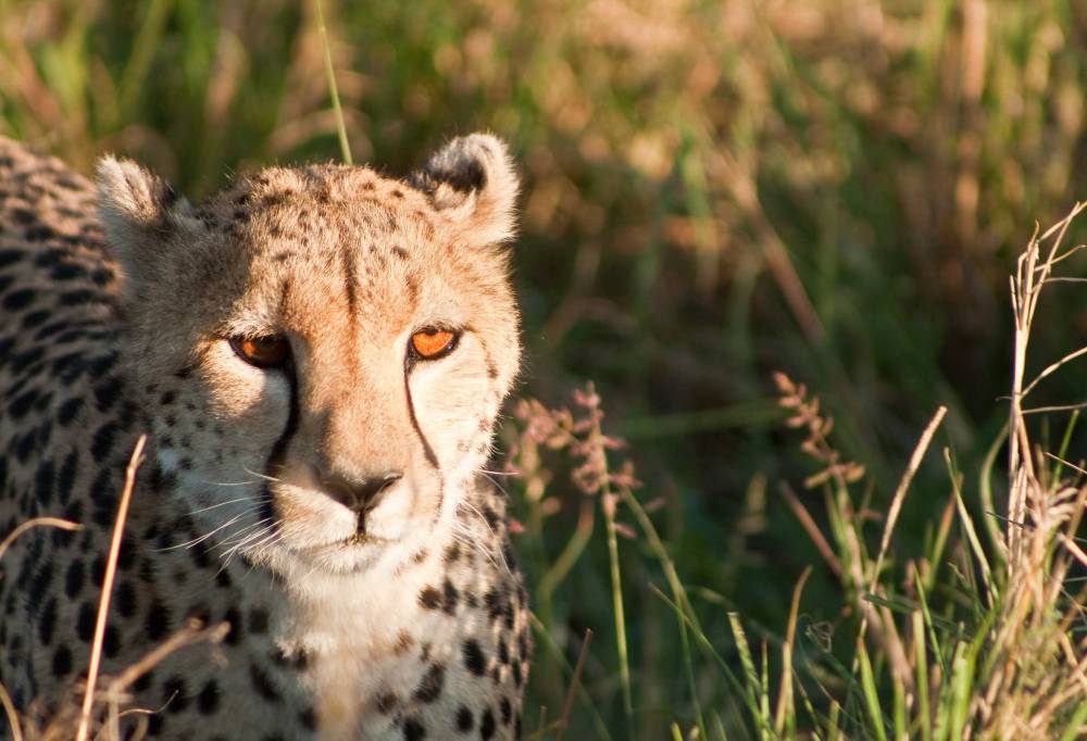 Safari Dwars door Kenia