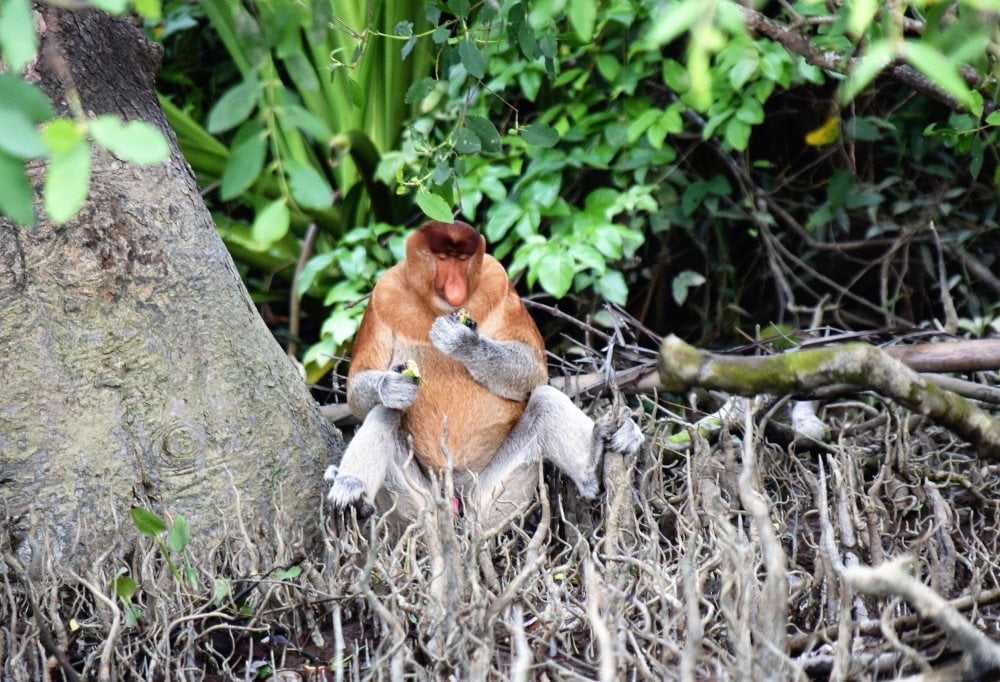 Discover West-Maleisië en veelzijdig Sarawak