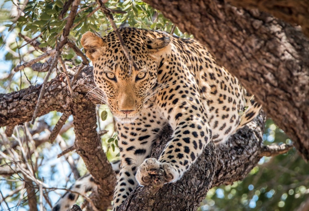 Leeuwen en Zuid-Afrikaanse Magie Deluxe