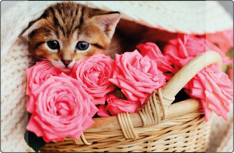 Kangaro K-0014D118 Buro-onderlegger PP 38x58cm Kitten | Kopen bij Flickmyhouse