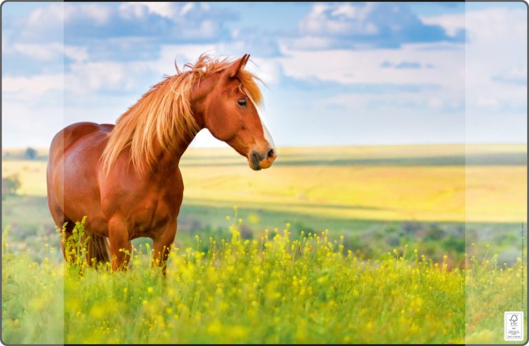 Kangaro K-0014D117 Buro-onderlegger PP 38x58cm Paard | Kopen bij Flickmyhouse