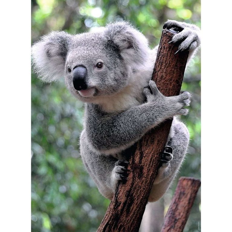 Ravensburger Puzzel Panda en Koala 2x500 Stukjes | Kopen bij Flickmyhouse