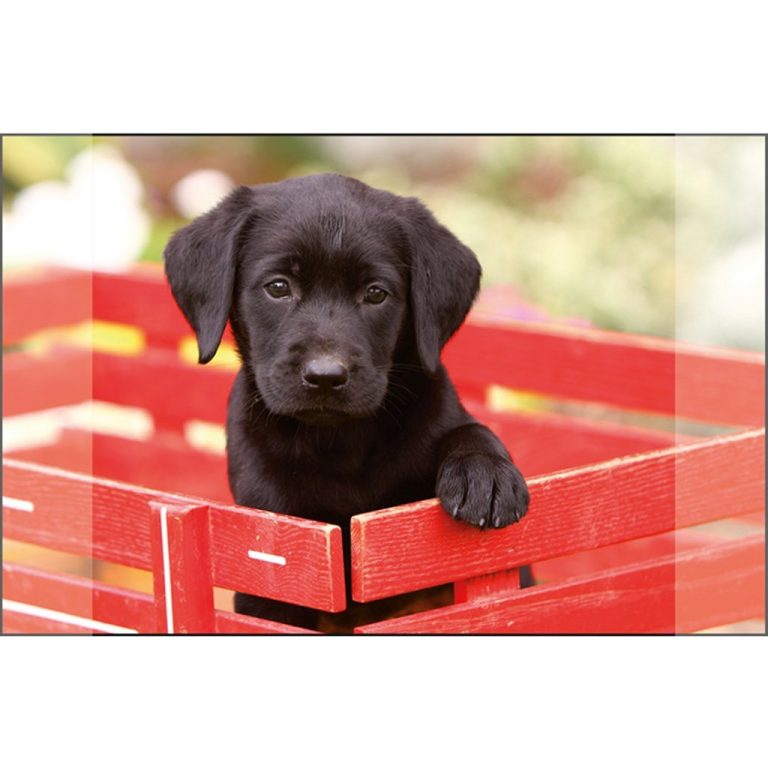 Kangaro Bureauonderlegger Zwarte Labrador Pup 38x58cm | Kopen bij Flickmyhouse