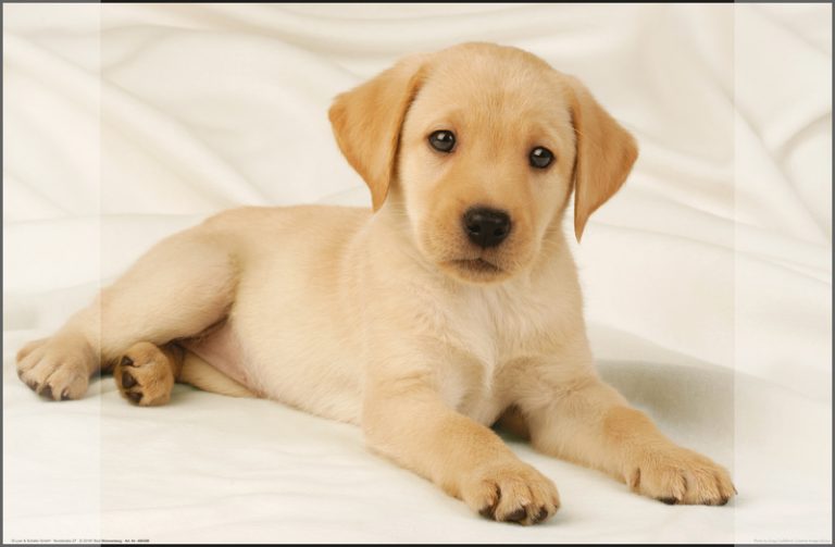 Kangaro K-0014D108 Bureauonderlegger PP 38x58cm Dessin Labrador Wit | Kopen bij Flickmyhouse