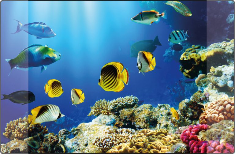 Kangaro K-0014D115 Bureauonderlegger PP 38x58cm Dessin Aquarium | Kopen bij Flickmyhouse