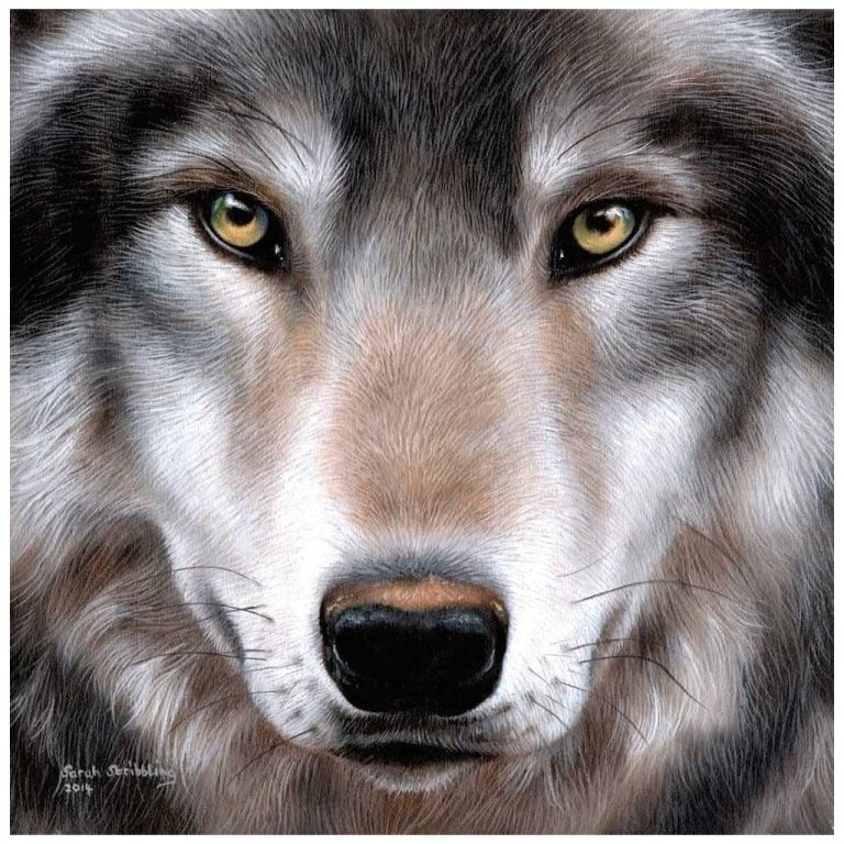 Craft Buddy Crystal Art Wolf 30x30 cm | Kopen bij Flickmyhouse