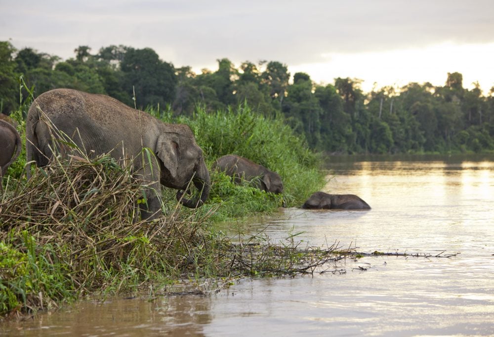 Jungle avontuur in Tabin & Kinabatangan