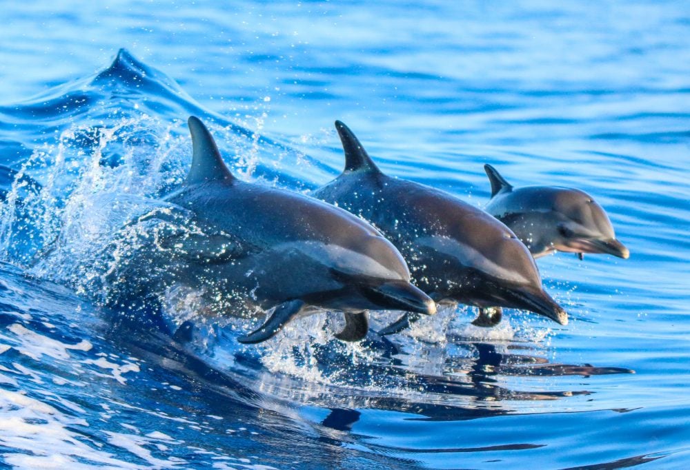 Dolfijnentocht bij Kalpitiya