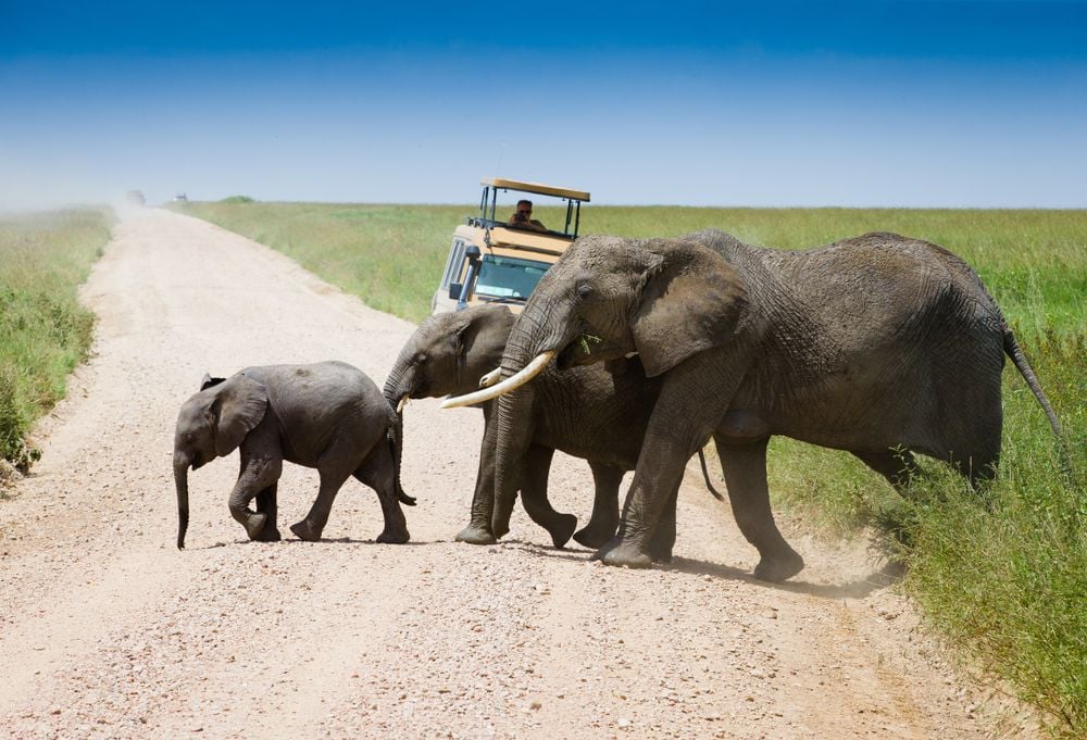 De Highlights van Noordelijk Tanzania Superior