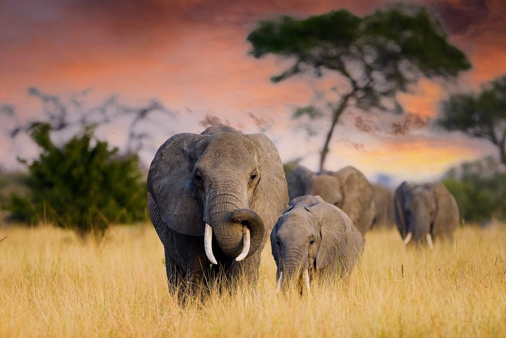 Discover de Big Five in Tanzania