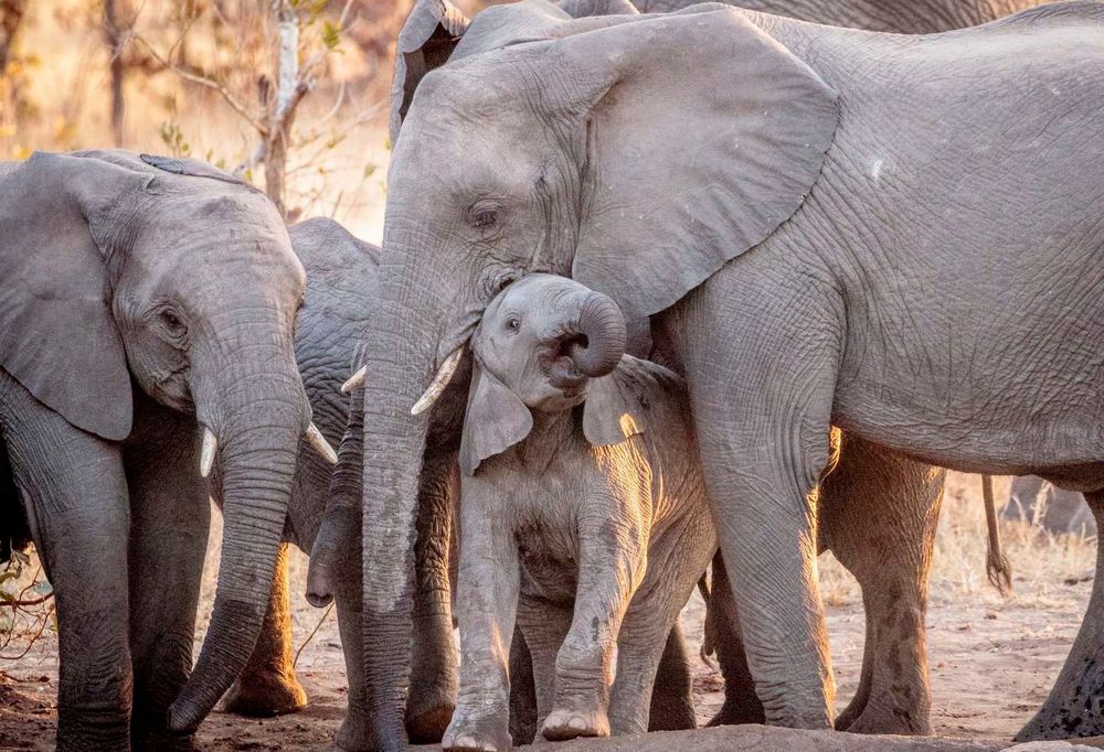Umlani Bush Camp in Timbavati Game Reserve