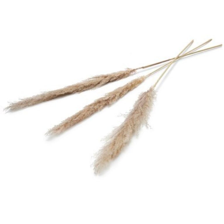 Pampas Kunstbloem 150 Cm Set Van 3 Naturel | Kopen bij Flickmyhouse